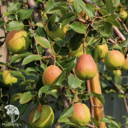 Груша Осенняя Яковлева