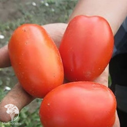 Томат Леон F1 ( 2-ной пак.)