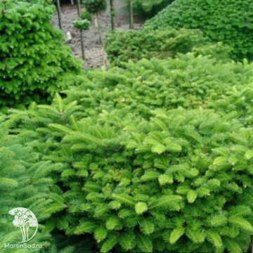 Фото  Пихта белая Млада Болеслав