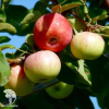 Сверхвыгодный комплект! Яблоня Вишнёвое + опылитель яблоня Пепин Шафранный фото 3 