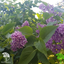 Сирень обыкновенная Сенсация