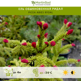Ель обыкновенная Ридал
