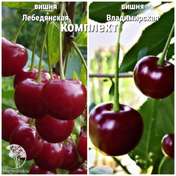 Фото Сверхвыгодный комплект! Вишня Лебедянская + опылитель Вишня Владимирская