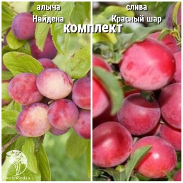 Фото Сверхвыгодный комплект! Алыча Найдена + опылитель Слива Красный шар колоновидная