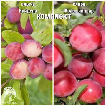 Фото Сверхвыгодный комплект! Алыча Найдена + опылитель Слива Красный шар колоновидная