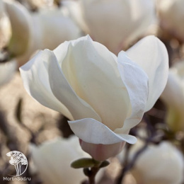  Магнолия обнаженная Юлан