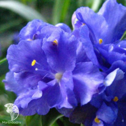 Традесканция Керулеа Плена