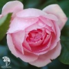 Роза канадская Прейри Джой фото 1 