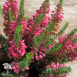 Эрика блуждающая Бирч Глоу