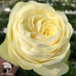  Роза чайно-гибридная Пур Блонд