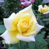 Роза чайно-гибридная Ландора на штамбе фото 1 