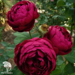 Роза чайно-гибридная Аскот