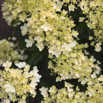 Фото Гортензия метельчатая Милк энд Хани