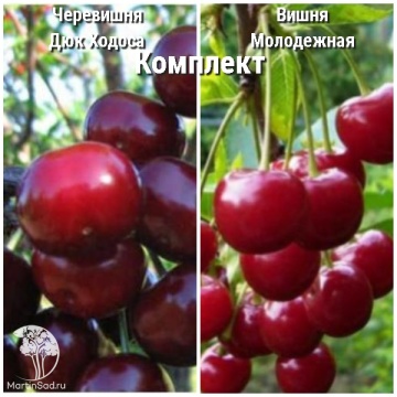 Фото Сверхвыгодный комплект! Черевишня Дюк Ходоса + опылитель вишня Молодёжная