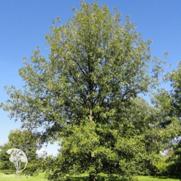 Дуб крупноплодный Quercus macrocarpa