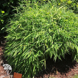 Бамбук Фаргезия Мюриэла Элис