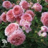 Роза английская Джубели Селебрейшен фото 1 