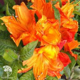 Азалия крупноцветковая Гловинг Эмберс