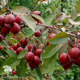 Яблоня декоративная Маковецкого