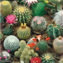 Кактус Забияка (смесь видов) Евро