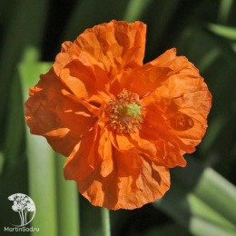 Мак скалоломный Флор Плено