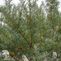 Облепиха крушиновидная Ева