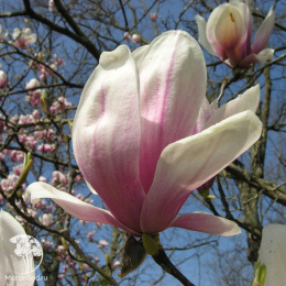 Магнолия суланжа Александрина на штамбе