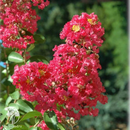 Лагерстремия индийская Рубра Магнифика