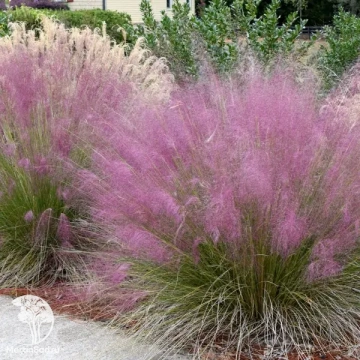 Фото Мюленбергия ревершона Рози