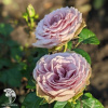 Роза Тиара фото 2 