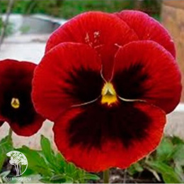 Фиалка Шарман (вид: рогатая, рубиново-красная) Евро