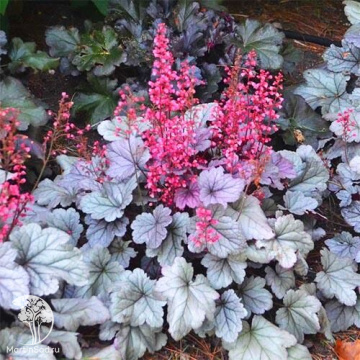 Фото Гейхера Сильвер Гамдроп