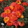 Роза флорибунда Румба фото 2 