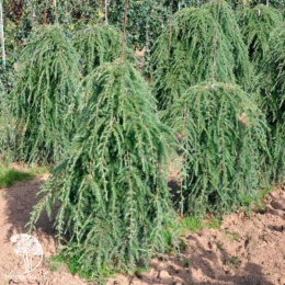 Тсуга канадская Пендула на штамбе