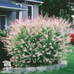 Ива хакуро-нишики 3шт.