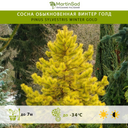 Сосна обыкновенная Винтер Голд