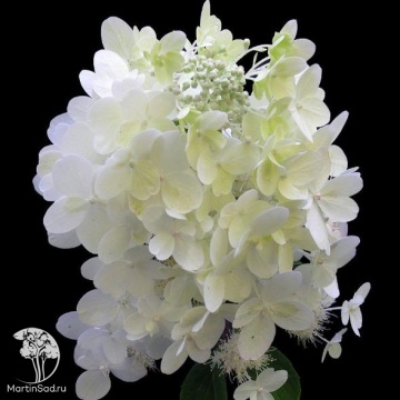 Фото Гортензия метельчатая Юник
