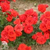 Роза миниатюрная Ориндж Джувел фото 2 