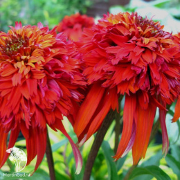 Эхинацея гибридная Хот Папайя