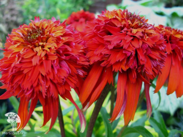 Фото Эхинацея гибридная Хот Папайя