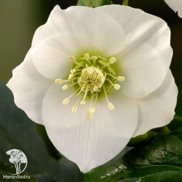 Фото Морозник восточный Притти Эллен Вайт