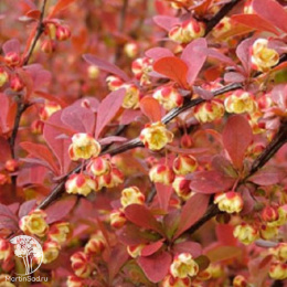 Барбарис Тунберга Оранж Альф