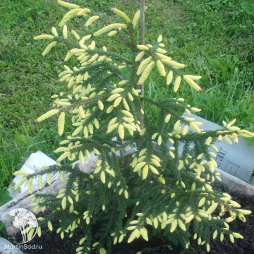 Фото Ель обыкновенная Аргентеоспика