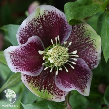 Фото Морозник восточный Притти Эллен Споттид