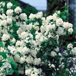 Чубушник венечный Вирджиналь