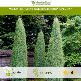 Можжевельник обыкновенный Суецика
