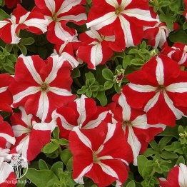 Фото Петуния Хиросис красная с белым крупноцветковая