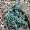 Saxifraga Hosta Камнеломка Хоста фото 1 