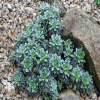 Saxifraga Hosta Камнеломка Хоста фото 1 