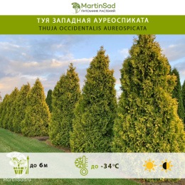 Туя западная Ауреоспиката